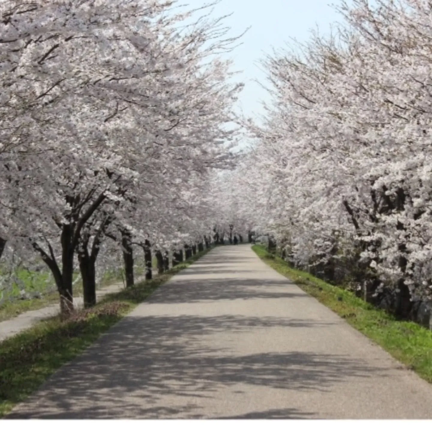 滋賀県長浜市は、春の訪れとともに美しい桜が満開になります。
